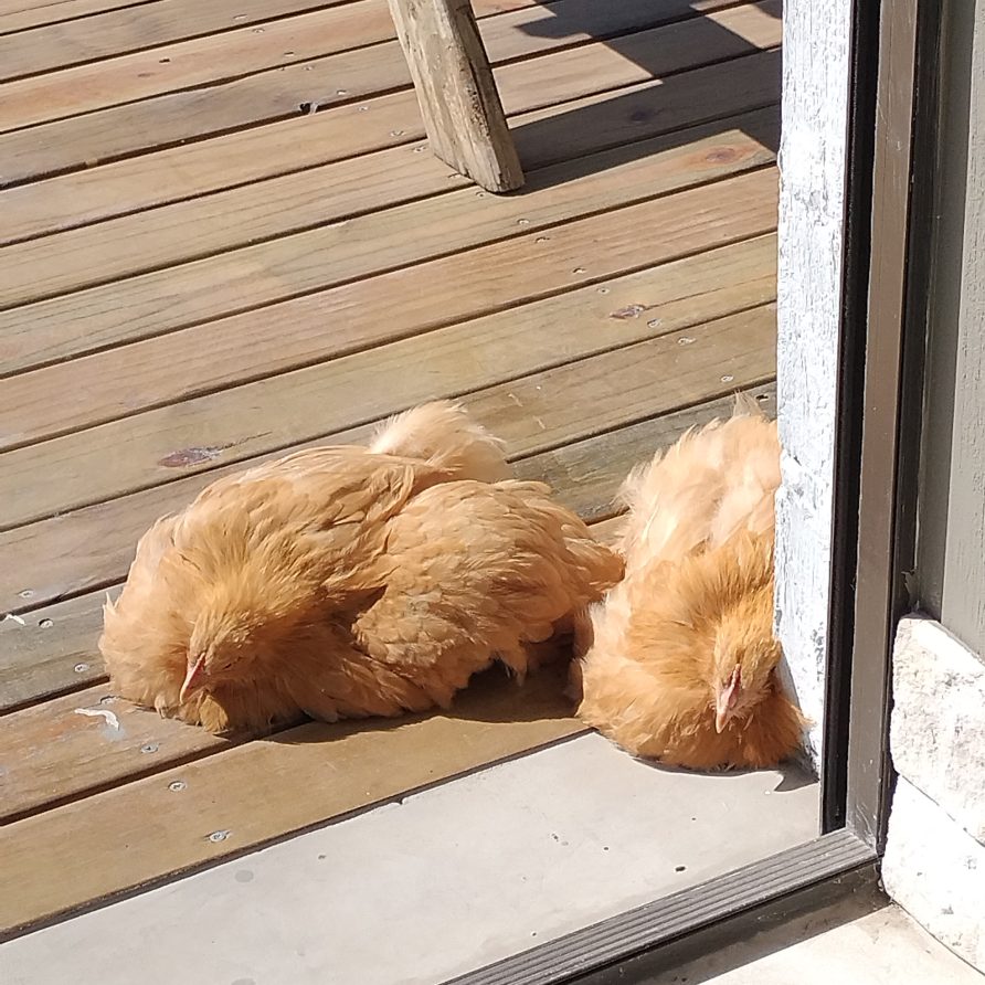 Chickens on the deck in Coffee bay accommodation