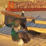peacocks playing at mapuzi pozi's accommodation in coffee bay