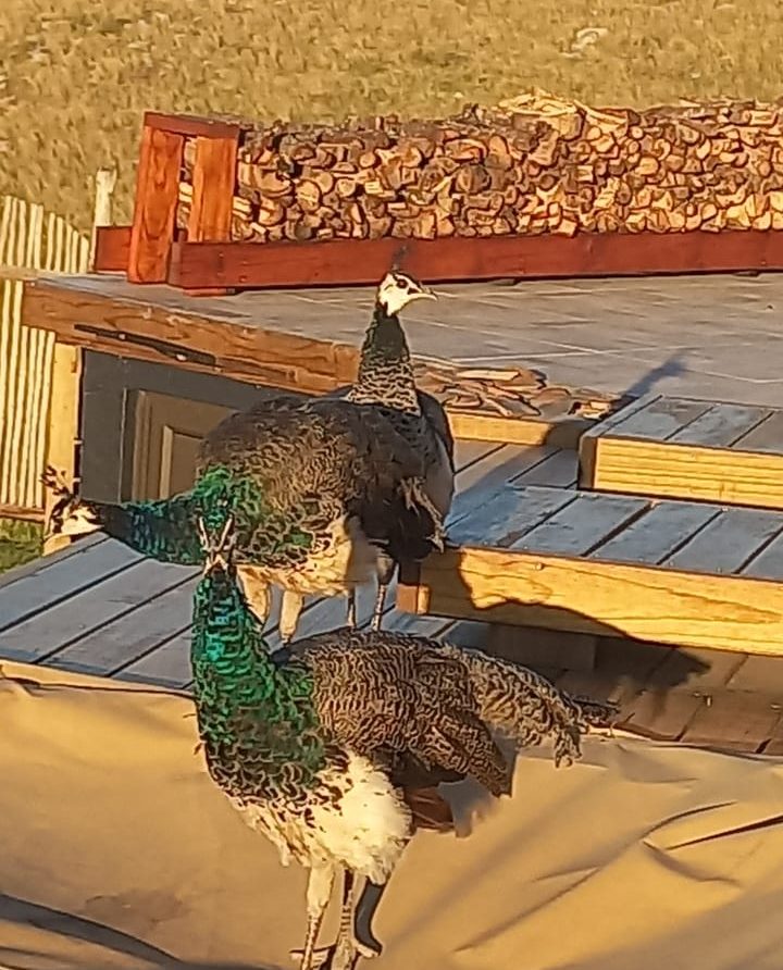 peacocks playing at mapuzi pozi's accommodation in coffee bay